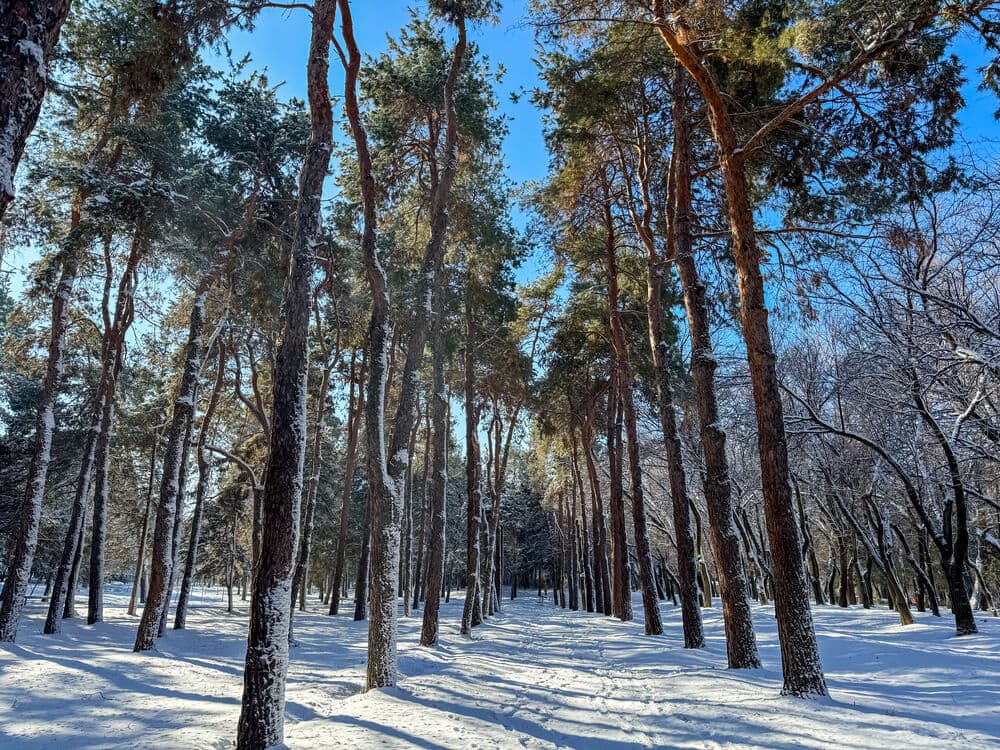 Чому взимку загострюється безсоння і як з цим впоратися